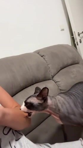 Hairless cat bites person's arm in Netanya, Israel