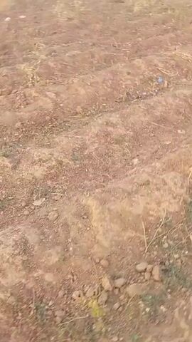The video shows a dry, dusty field with sparse vegetation. A person in red clothing is walking away from the camera, leading a group of light-colored cattle or sheep. In the background are buildings with brick walls and roofs. The sky is overcast.