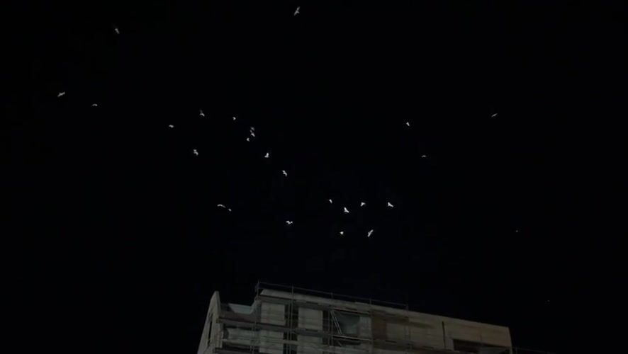 Birds flock over Varna construction site, dog seeks shelter