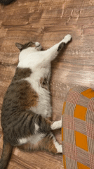 Tabby cat holds court on a home office floor