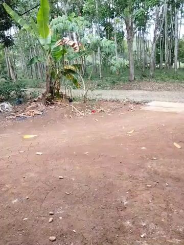This video shows an outdoor scene with a dirt path in the foreground and a dense line of trees in the background. A banana tree is prominently featured on the left side of the frame, near a small pile of debris. The ground is dry and cracked in places, suggesting a lack of recent rainfall. The trees appear to be planted in rows, possibly indicating a plantation. The lighting suggests it is daytime, with the sun casting shadows. There are no people or animals visible in the video. The overall impression is of a rural or undeveloped area.