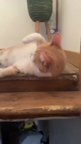 A close-up, low-angle shot shows a person interacting with a cat. The cat, which is lying on a wooden surface, is predominantly orange and white. It turns its head as a person’s hand approaches and touches the tip of the cat’s nose. The cat closes its eyes slightly and then relaxes again. In the background, a plant in a green woven basket sits atop a small wooden stool. A water bottle is also visible near the stool. The lighting is soft and natural, highlighting the warm tones of the cat’s fur and the wood.