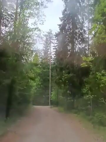 The video shows a view from inside a vehicle driving on a dirt road through a forest. The road is bordered by trees on both sides, and a utility pole stands near the middle of the road. The sky is overcast and it appears to be raining lightly, as there are droplets on the windshield. The road ahead is slightly curved.