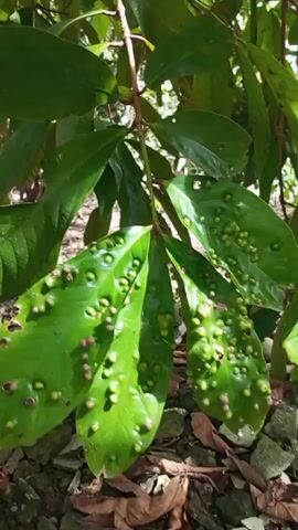 The video shows a close-up of a tree branch laden with water apples, also known as wax apples.  The leaves of the tree are green and some have small, round bumps on them. The water apples are red and hang in clusters from the branches. The ground beneath the tree is covered in fallen leaves and some trash. The camera moves slightly, focusing on different areas of the tree and its fruit.  The scene is outdoors.