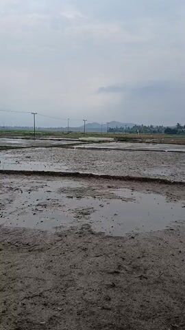 The video pans across a muddy field that appears to be a rice paddy. The ground is uneven and wet, with several puddles of water visible. In the distance, there are rows of utility poles and some trees. The sky is overcast with clouds. The overall impression is of an agricultural landscape in a state of preparation or after harvest.