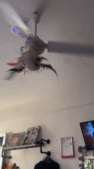 Casual domestic scenes documented in Playa del Carmen home