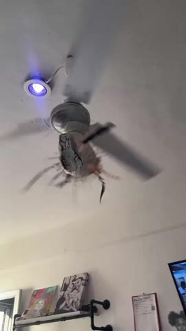 The video starts with a close-up of a ceiling fan with a spider decoration stuck to the blades. The camera pans out to reveal a room with white walls covered in artwork, sketches, and a whiteboard. A television displays a scene from a movie or show. There's a desk or workstation visible, with a ring light, a mirror, and various items scattered around, suggesting an artistic or creative workspace. The overall impression is a cluttered but personalized space.