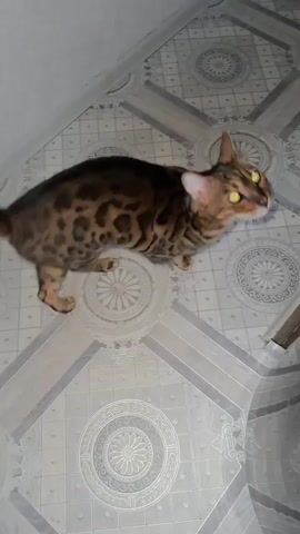 A Bengal cat stands on its hind legs on a tiled floor, reaching up to a surface with its front paws. The cat has distinctive spotted and striped markings. The environment appears to be indoors, with a light gray wall and a decorative tiled floor. The cat looks towards the right of the frame.