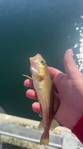A person's hand holds a small, golden-brown fish with its mouth open above a body of green water. The fish is released and splashes into the water. The sun glints off the water's surface.