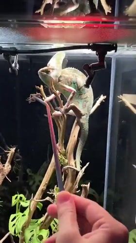 Chameleon fed by tongs inside a backyard terrarium