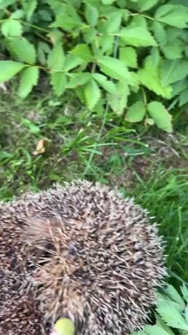 The video shows a close-up of a hedgehog curled into a ball on a grassy area surrounded by green foliage. A gloved hand, wearing a yellow glove with pink and purple splatters, gently touches the hedgehog's spines. The hedgehog remains in its defensive ball formation throughout the short clip, with its face and underside concealed. The lighting suggests an outdoor environment, possibly during the day.