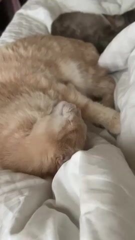 A hand gently pets the head of an orange cat sleeping on a bed next to a darker colored cat. The orange cat is on its side, facing away from the camera, with its eyes closed and its head tilted back slightly. The hand strokes the cat's fur in a slow, rhythmic motion. The bed is covered with white linens.