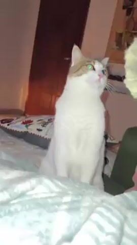 A white cat with a brown head patch and green eyes sits on a bed. A person holds a fuzzy, light-colored toy in front of the cat. The cat reaches up and grabs the toy, then rolls on its back with the toy. The bed has a patterned pillow and a light blue patterned blanket. A dark wooden door is visible in the background.