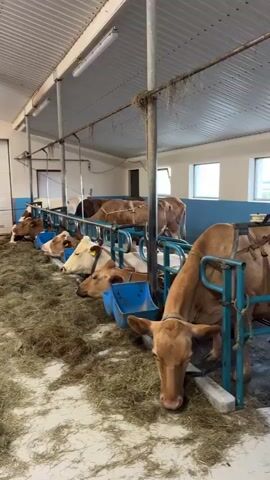The video displays the interior of a well-lit barn or cow shed, located in Reykjahlíð, Iceland. Numerous brown and white cows are arranged in stalls along both sides of a central aisle, which is covered with a generous layer of hay. Many of the cows are lying down and resting, while others are standing and feeding from blue trough-like feeders attached to metal stanchions. The barn features a corrugated metal ceiling, fluorescent strip lighting, and a large circular ventilation fan hanging from above. At one end of the barn, a white, closed garage door is visible, and windows can be seen in the background providing some natural light. The floor beneath the hay appears to be concrete. No people or visible text are present in the video.