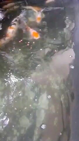 This is a video of a pond with koi fish. There are several fish swimming in the murky water, some of which are orange and white. There are also small pink food pellets floating on the surface of the water, and the fish appear to be eating them. The water is disturbed by the movement of the fish, creating bubbles.