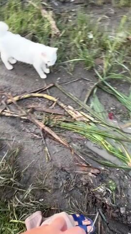 A white cat with blue eyes stands on a muddy path next to a puddle of murky water. The path is lined with green grass and dry, brown vegetation. A person's hand is visible in the lower left corner of the frame, wearing a bracelet with blue accents. The cat appears to be looking at the person. The overall environment appears to be outdoors, possibly a rural or overgrown area.