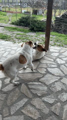 Jack Russell Dogs Play on Stone Patio in Varna