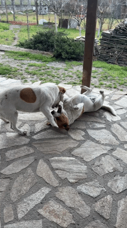 Jack Russell Dogs Play on Stone Patio in Varna