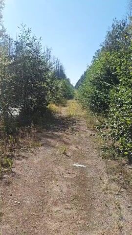 The video shows a dirt path leading into a wooded area. The path is lined with trees and vegetation. The ground is covered in dirt and some gravel. Sunlight is filtering through the trees, casting shadows on the path. In the distance, a body of water appears to be present, covered in green algae or duckweed, surrounded by trees. The overall environment appears to be a natural, undeveloped area, possibly a forest or swamp. There are no people or discernible objects other than the natural elements and the path. The video appears to be a handheld recording, with slight movement and shakiness.
