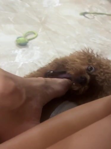 Dog plays with owner in Vietnam neighborhood moments