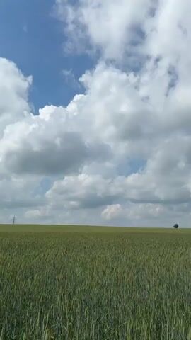 The video shows a wide, flat field of green crops under a bright, cloudy sky. A single tree is visible in the distance to the right of the frame. In the final frame, two utility poles appear on the horizon. The camera is stationary and oriented vertically.