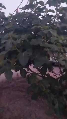 A fig tree with dark green leaves is visible. The tree appears to be outdoors, possibly in a garden or yard, with dry ground surrounding it. The lighting suggests it might be dusk or dawn. There are no people or animals visible in the frame, and the primary focus is on the foliage and branches of the tree.