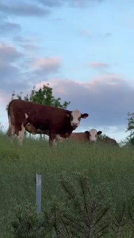 Two cows, one brown and white and one tan and white, are grazing in a field of tall grass. The brown and white cow is standing and eating, while the tan and white cow is lying down in the grass. The sky is blue with white and gray clouds. There is a fence in the foreground.