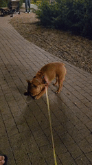 French bulldog on an evening walk through a Krasnodar park