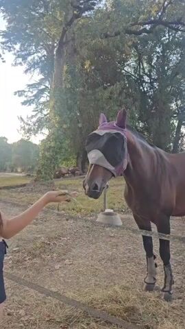 A person's hand extends a bunch of grass to a brown horse. The horse wears a purple fly mask and protective boots on its hind legs. The horse is in a grassy, outdoor area with trees in the background.