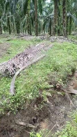 A first-person perspective video of a small, muddy stream running through a palm oil plantation. The stream is flanked by dense green foliage and fallen palm fronds. The water is murky and appears shallow. Sunlight filters through the palm trees, creating dappled shadows on the ground. The camera moves slowly, offering a clear view of the natural environment.
