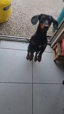 A black and tan dachshund dog is standing on its hind legs, looking up at a hand holding food. The dog is in a doorway, with tiled flooring and a yellow gas bottle in the background. The dog then jumps up to catch the food.