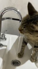 Cat drinks from bathroom faucet in Wilde, Argentina