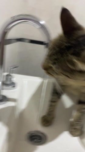 Cat drinks from bathroom faucet in Wilde, Argentina