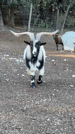 Afternoon at a Poing wildlife park with bison, goats, and deer