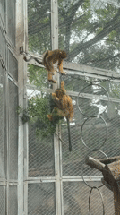 Zoo walkthrough covers monkeys, otters, and a white tiger in Chongqing