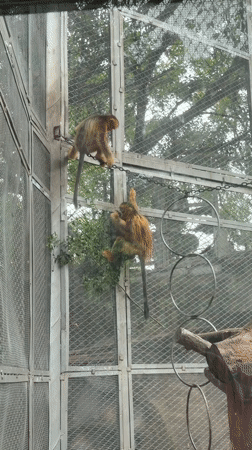 Zoo walkthrough covers monkeys, otters, and a white tiger in Chongqing