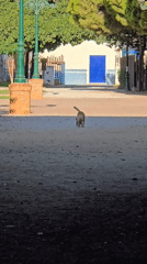 Live music and a loose dog on a Málaga beach
