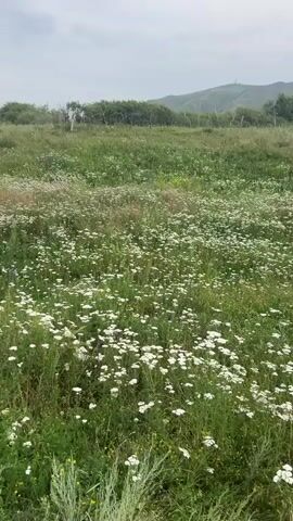 The video shows a field of white wildflowers, likely daisies or a similar species, in bloom. The flowers are dense and cover the foreground and midground of the shot. The field is green and appears to be a natural meadow or pasture. In the background, there are rolling hills and a cloudy sky. The camera is stationary, and there are no people or animals visible in the frame. The lighting suggests it is daytime, possibly overcast.
