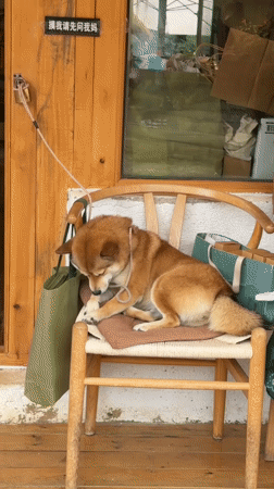 Dogs and market stalls in Yulong Nakhi Autonomous County