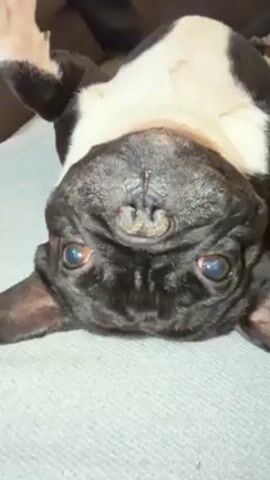 The video shows a close-up of a black and white French Bulldog lying on its back on a gray surface. The dog is looking directly into the camera with its tongue slightly visible. The background is out of focus, but appears to be a couch or similar furniture.