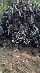 Tree roots and stumps pile observed in Mường Hoa