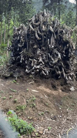 Tree roots and stumps pile observed in Mường Hoa