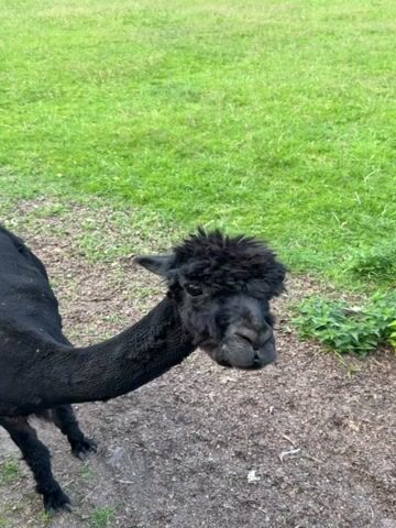 This media file shows a black alpaca standing in a grassy, outdoor area. The alpaca is facing to the right, with its head turned towards the camera. It has a fluffy, dark coat and a distinctive tuft of fur on its head. The background consists of green grass and some dirt paths. The alpaca appears to be looking curiously at the camera. There is no visible text in the media file. The scene suggests a daytime setting, likely in a rural or park-like environment given the presence of the alpaca and the natural surroundings. The alpaca's expression could be interpreted as inquisitive or perhaps slightly apprehensive. No specific activity or event is clearly depicted beyond the alpaca standing and being observed. The location context of Helmond, Netherlands, is provided but not visually apparent within the frame itself.
