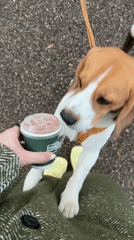 Beagle dog interacts with owner's coffee cup in Russia