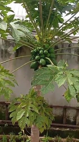 Animals and fruit trees at a Rayfield compound