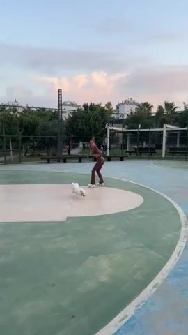 A person on roller skates plays with a white dog on an outdoor basketball court. The person, wearing a brown tracksuit, is in the center of the court, while the dog is in front of them, running. The court has green and white painted sections, and a basketball hoop is visible on the left side of the frame. Palm trees and other foliage surround the court, and buildings can be seen in the background under a cloudy sky. The video captures the playful interaction between the person and the dog.
