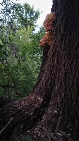 A close-up, low-angle shot shows the trunk of a large, rough-barked tree. Attached to the side of the trunk, about halfway up, are several clusters of large, bright orange and yellow shelf fungi. The fungi appear layered and somewhat wavy. The tree trunk is dark brown and deeply textured. To the left and in the background, lush green foliage of trees and leaves is visible, suggesting a forest or woodland environment. The lighting is soft, with some light filtering through the leaves, indicating it may be daytime. The camera slightly pans upwards and to the right, focusing on the fungi.