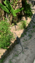 Monitor lizard spotted in natural area near บ้านบางรักษ์, Thailand