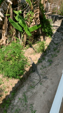 Monitor lizard spotted in natural area near บ้านบางรักษ์, Thailand