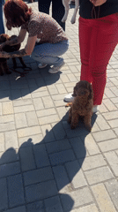 Dog show held in Omsk during Cultural Capital celebrations